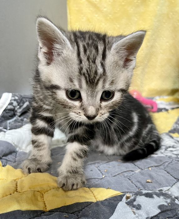 Маленьке кицинятко шукає друга