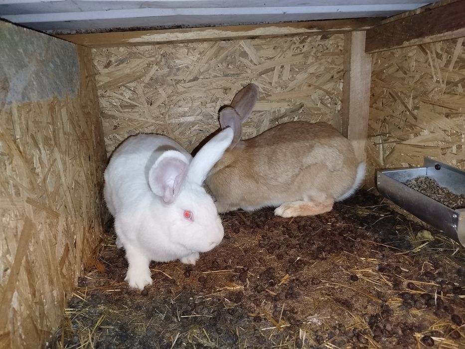 Samiczki młode belgi