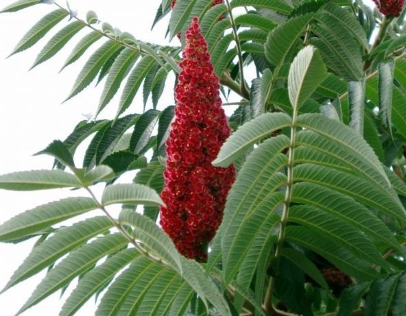 Саженцы.Сумах оленерогий (уксусное дерево)