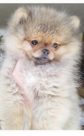 Pomeranian szpic miniaturowy