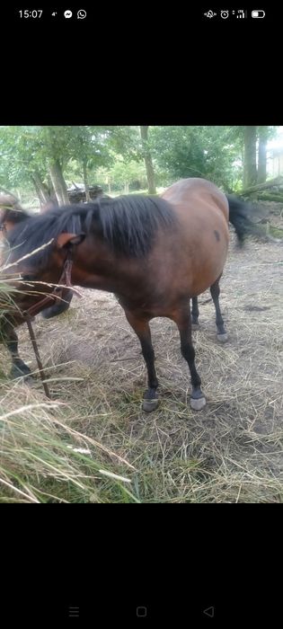 Klacz huculska źrebna