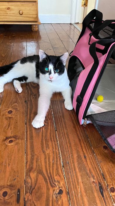 Всегда большой выбор котиков и котята бесплатно