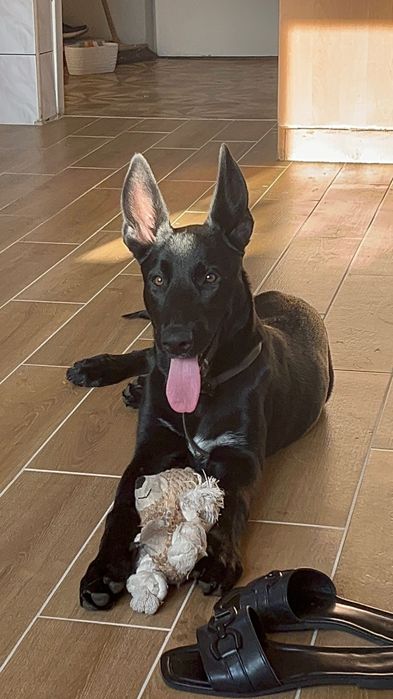 Owczarek belgijski Malinois 5 miesięcy