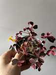 Oxalis Vulcan. Rosa variegata