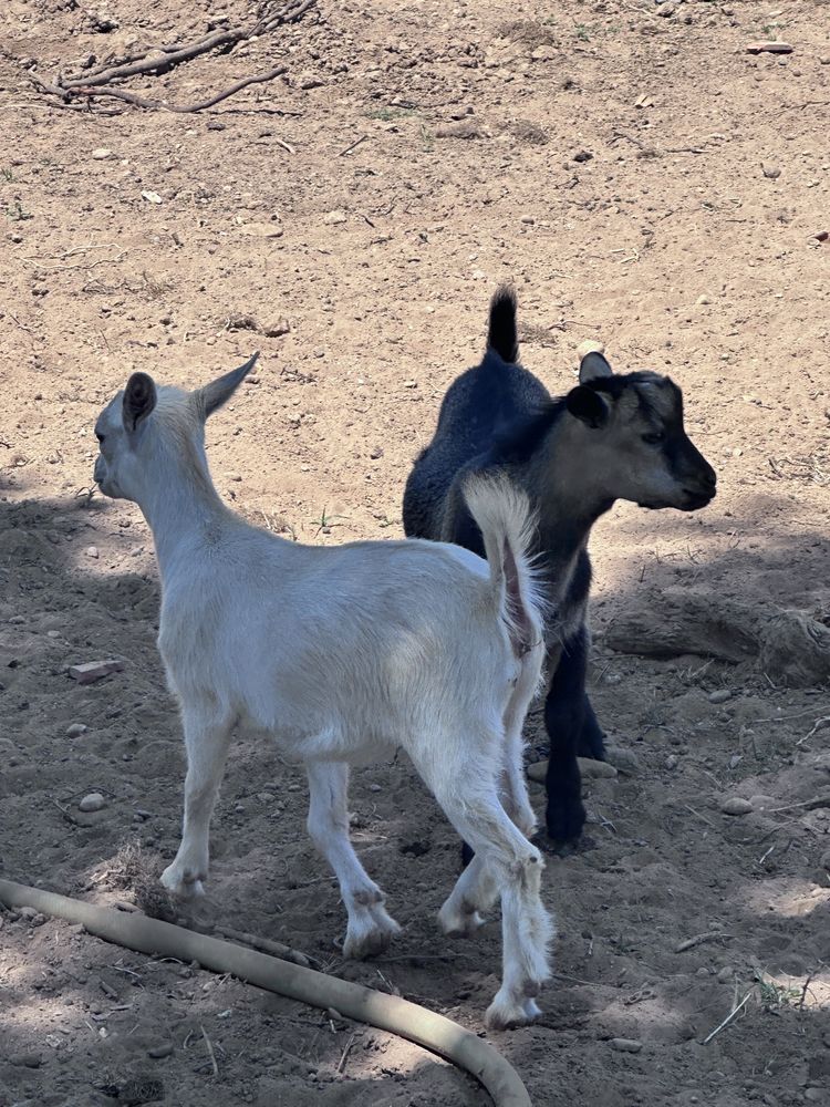 Casal de Cabritos