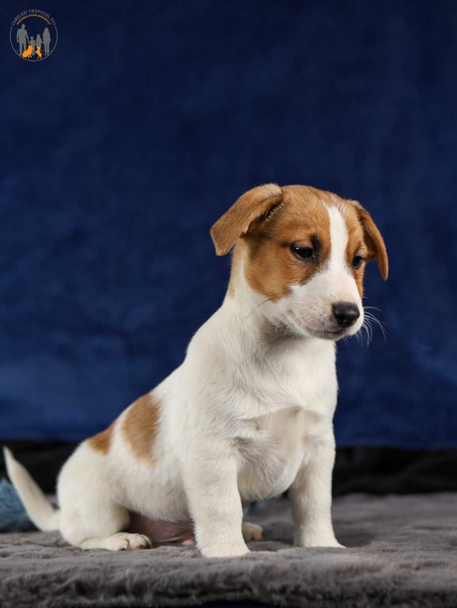 Jack Russell Terrier ZKwP FCI piesek - rezerwacja