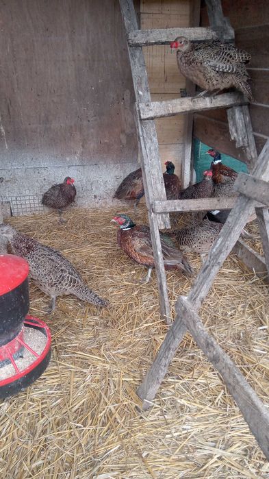 Bażanty łowne - młode