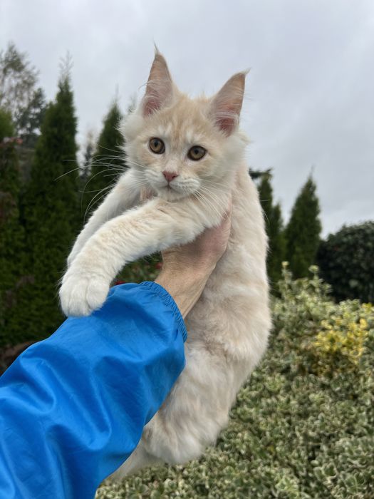 Kotka   Maine Coon  z Rodowodem