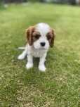 Cavalier King Charles Spaniel Śliczna Suczka