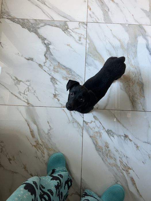 В добрые руки щенок