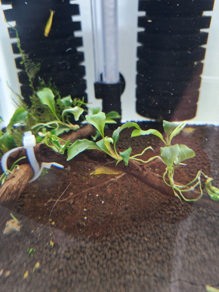 Bucephalandra pygmaea Bukit Kelam
