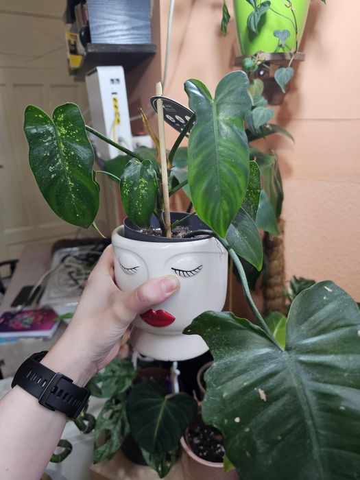 Philodendron camuflage