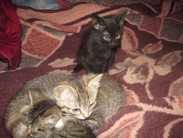 Котята от тайской кошки в семью БЕСПЛАТНО