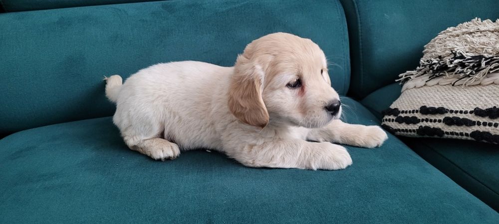 Szczeniak cocker spaniel z mieszańcem