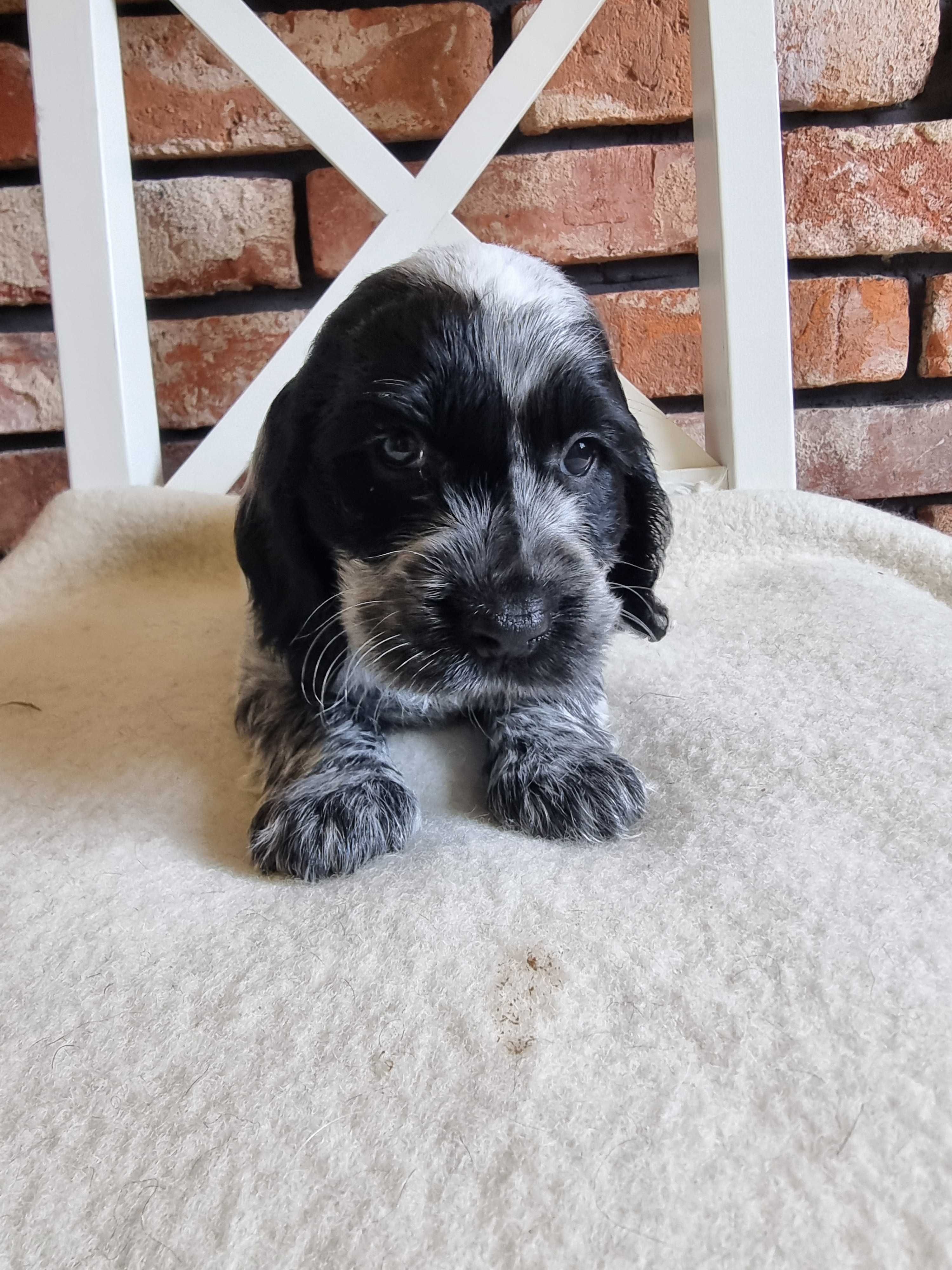 Cocker spaniel angielski śliczny szczeniaczek do odbioru