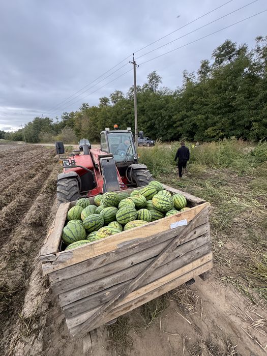 Кавун арбуз опт продаж