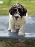 Lagotto Romagnolo FCI piesek