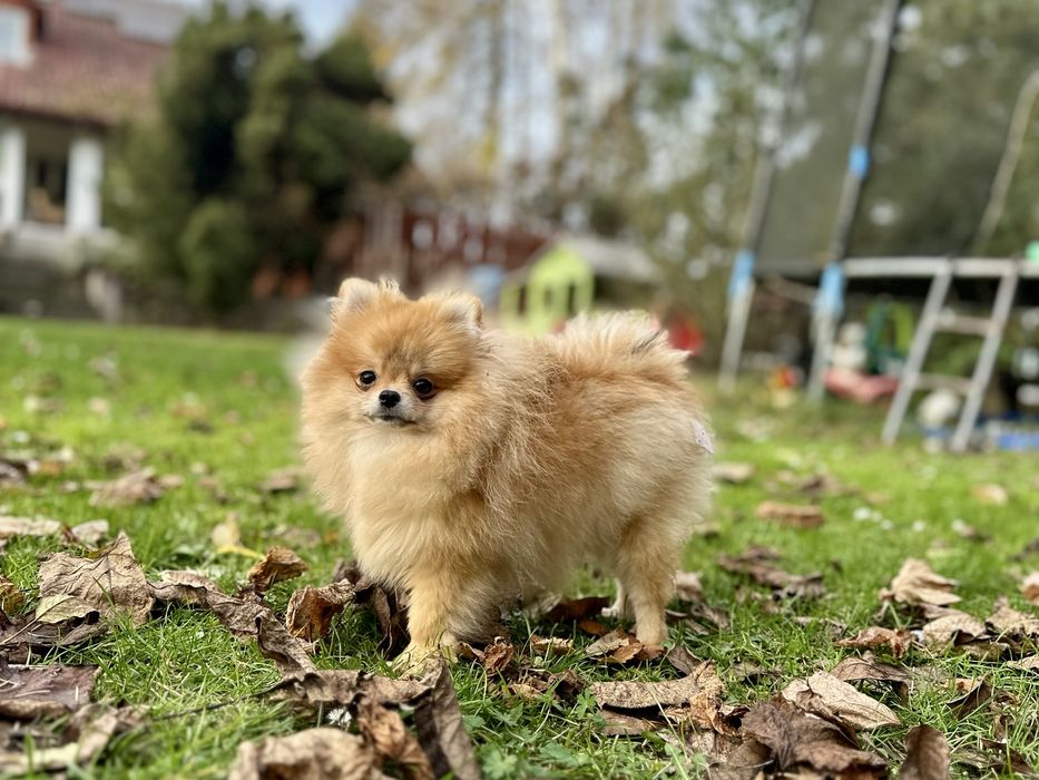 Suczka Szpic mianiaturowy pomeranian ZKwP FCI