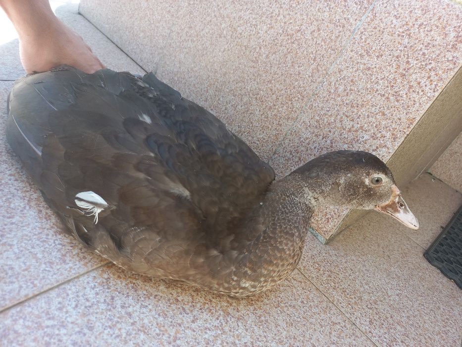 Vendem se patos mudos várias idades