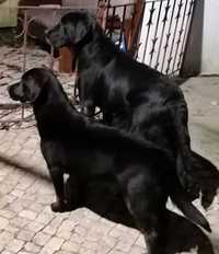 Labrador macho preto