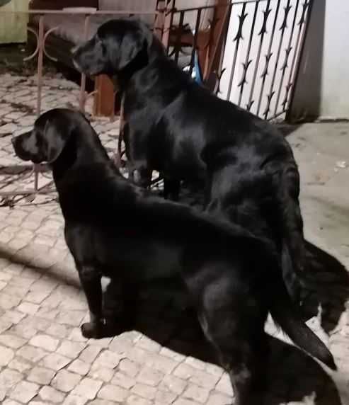 Labrador macho preto puro