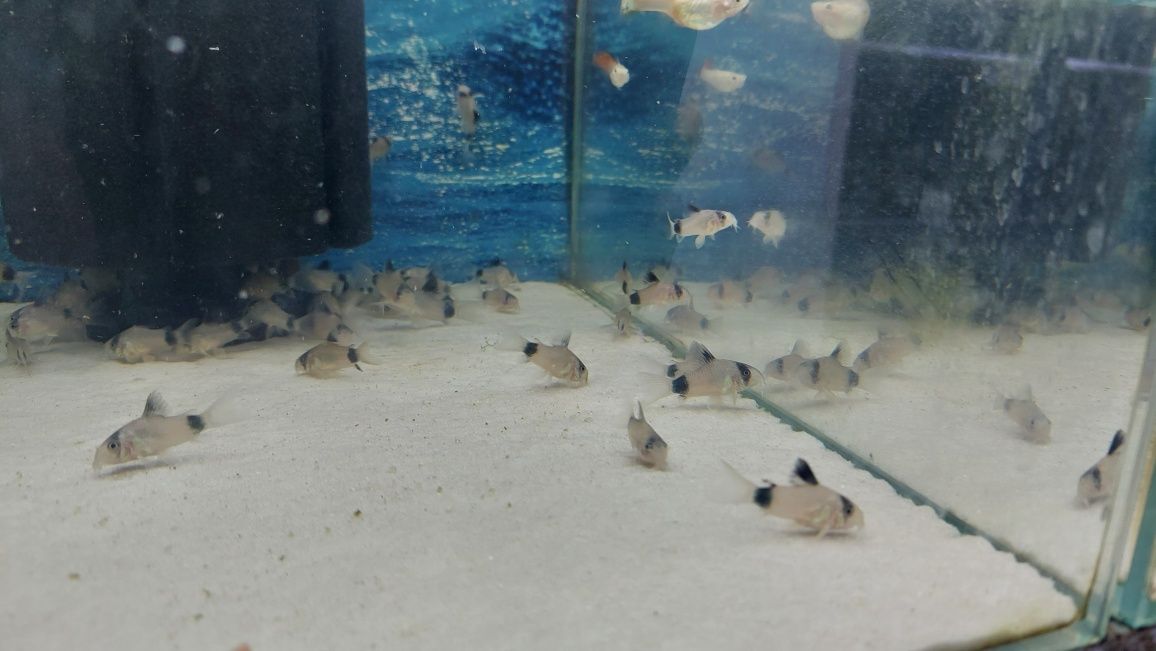 Kirysek panda  (Corydoras panda) WYSYŁKA AKWAWIN