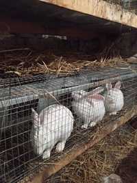 Продам кролі термонської породи