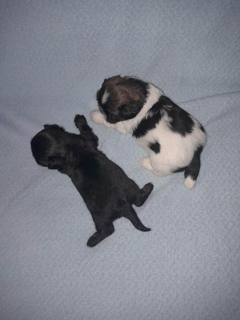 SHIH  TZU piesek