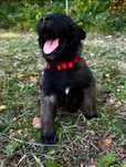 Owczarek Belgijski Malinois Fci