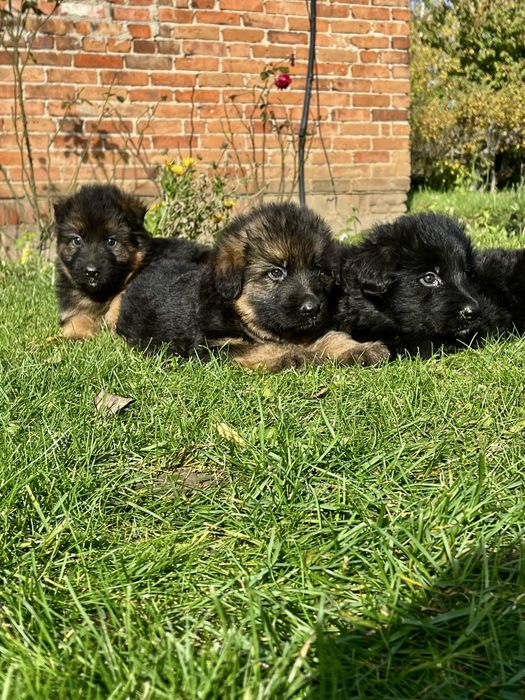 Owczarek Niemiecki Długowłosy