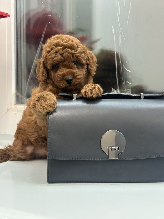 Щенки той пудель киев