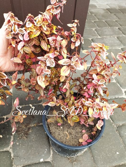 Бересклет форчуна, Бруслина бересклет форчуна жовтий Емеральд голд