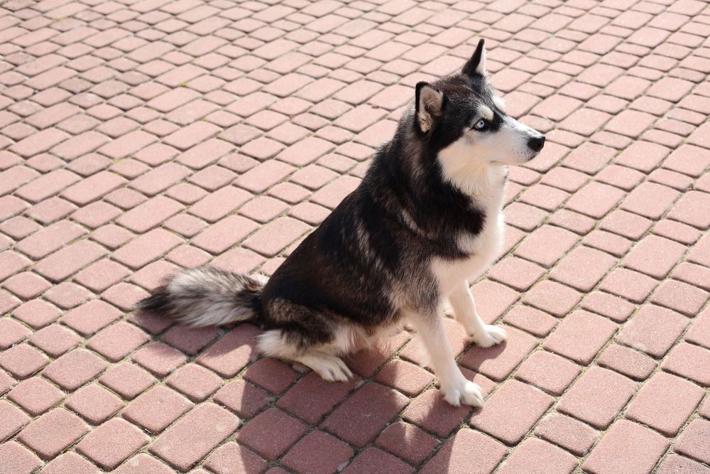 Piękny Szczeniaczek Siberian Husky z dokumentami i rodowodem