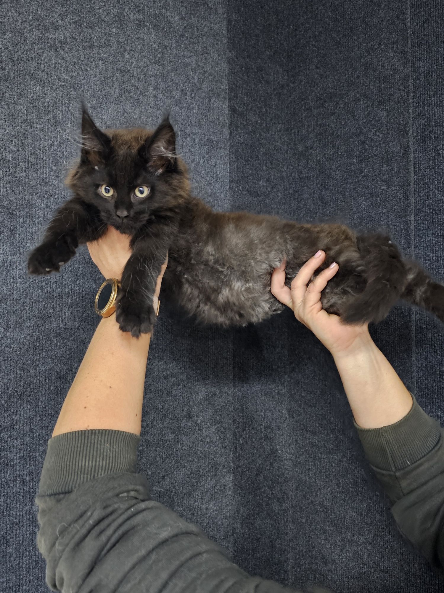 Maine Coon kocurek