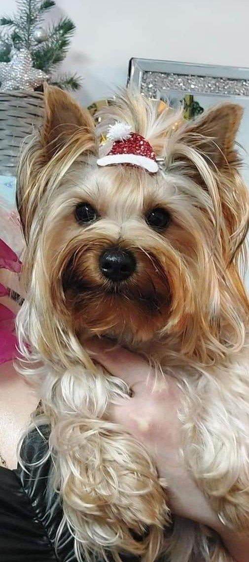 York Yorkshire terrier sunia