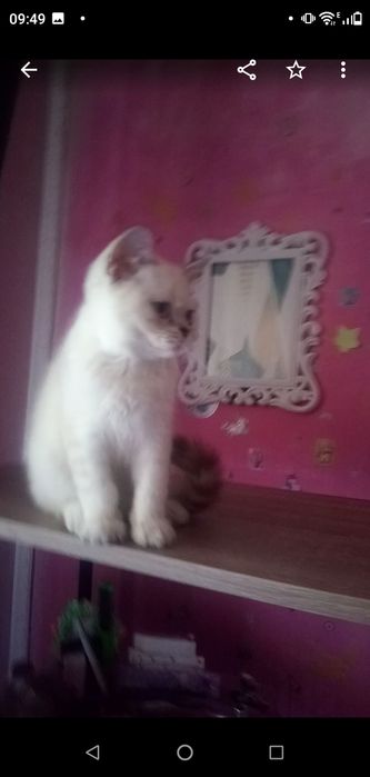 Котёнок,котик,серебристая шиншилла,Шотландский кот.