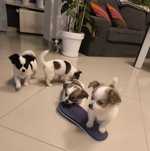 Sprzedam dwumiesięczne chihuahua z rodowodem