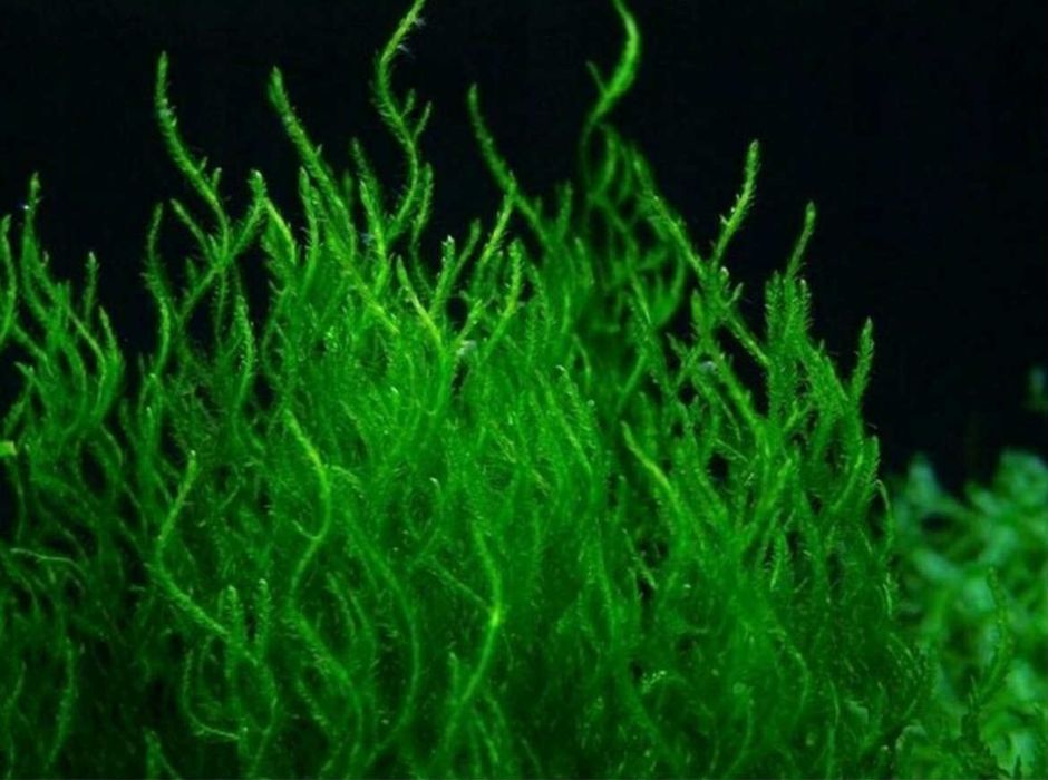 Mech do akwarium Flame Moss pakiet po 10 szt. Roślina akwariowa