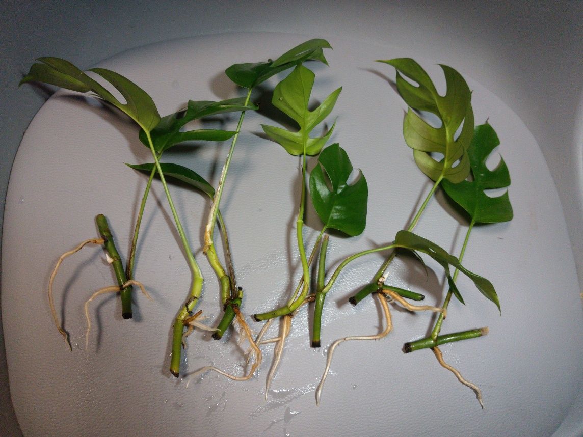 Rhapidophora Tetrasperma Monstera Minima