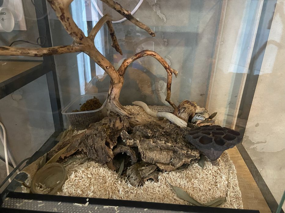 Heterodon zachodni Arctic anaconda 50% het.Albino + terrarium
