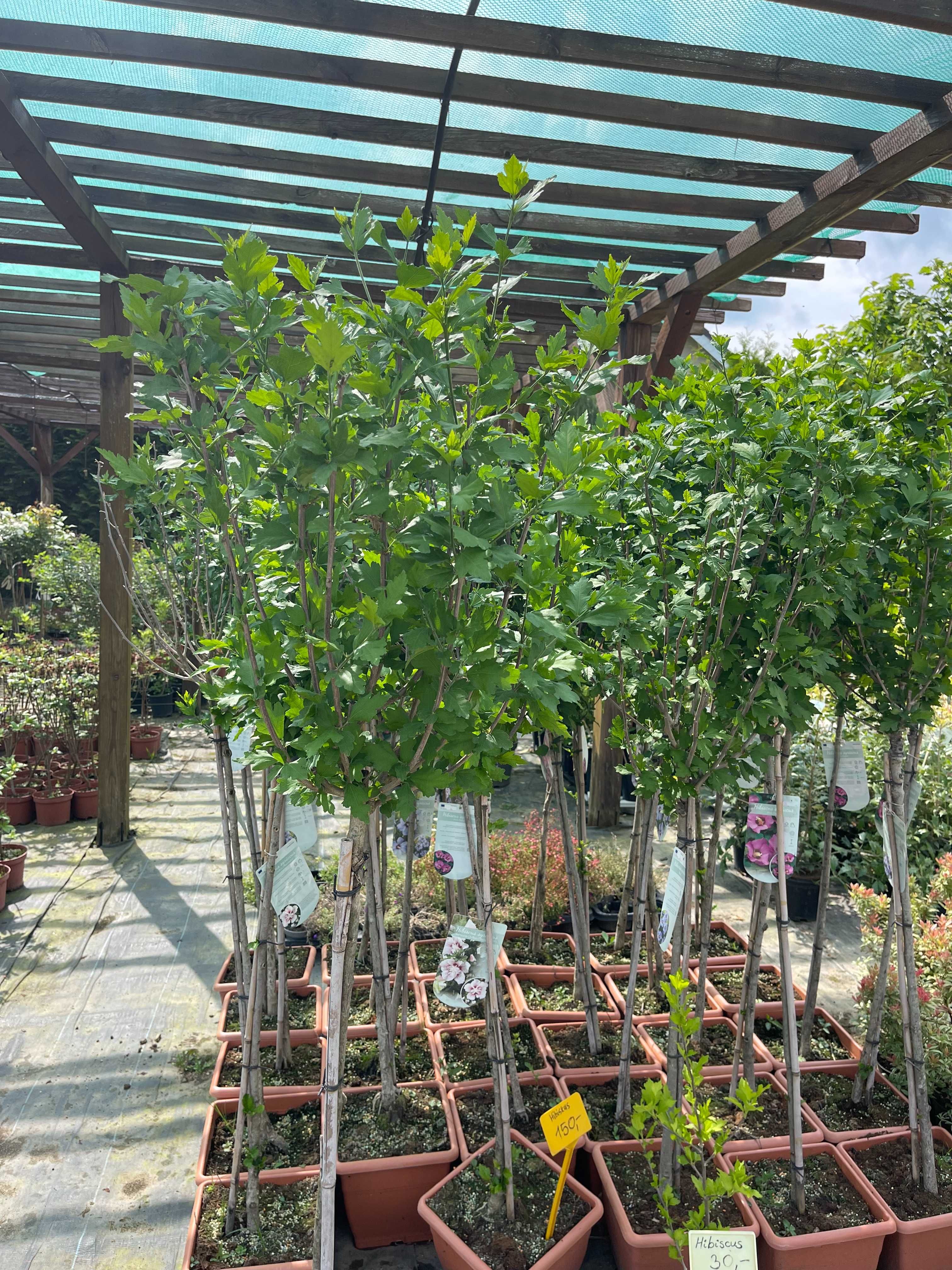 Hibiskus na Pniu Szczepiony Różne Kolory cena 180 zł