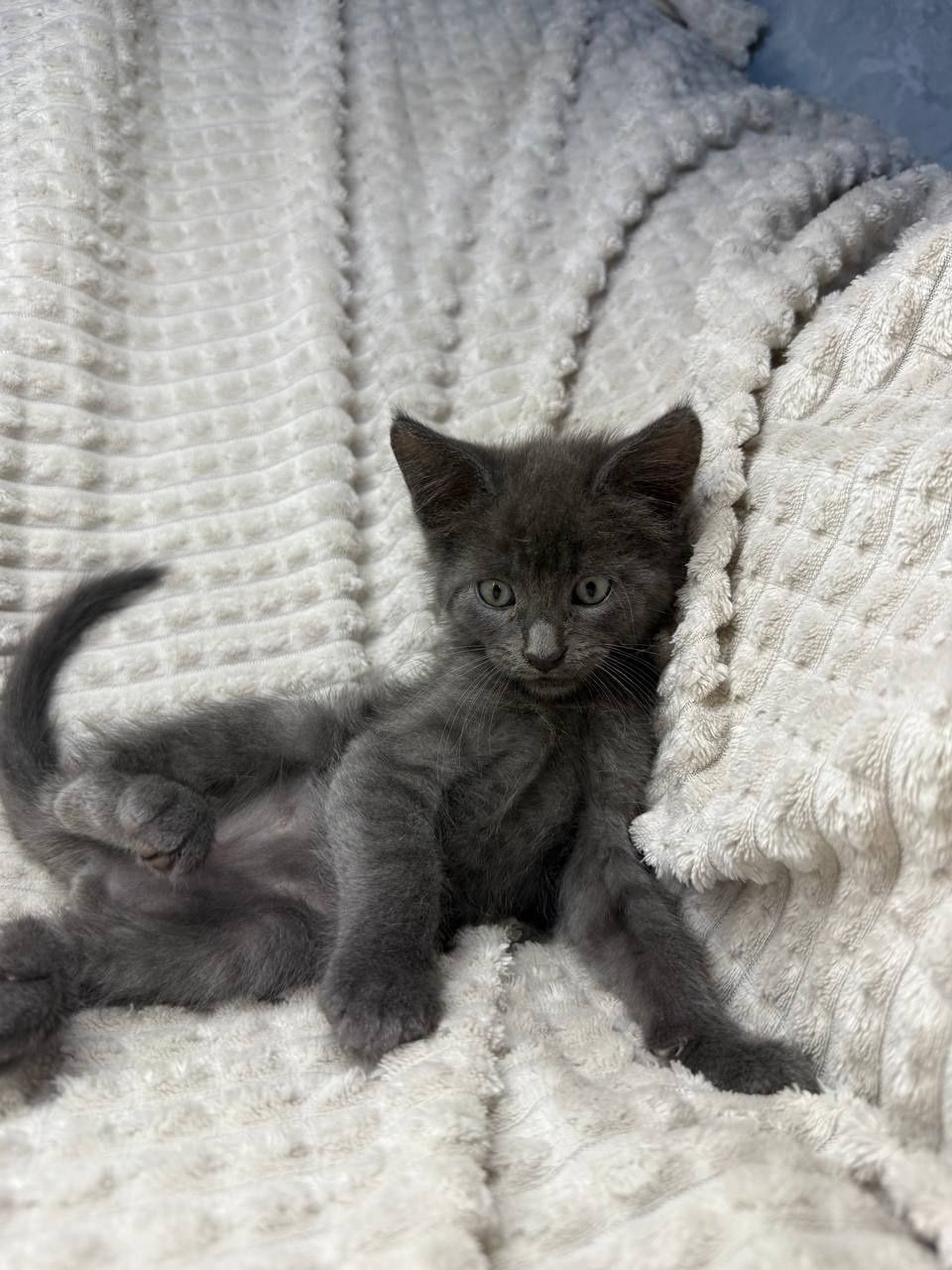 Котята Мейн Кунята