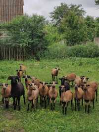 Вівці камерунські