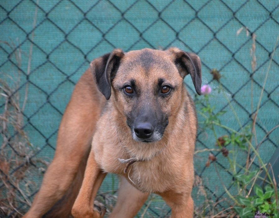 Średniej wielkości, 5-letni Alvis szuka domu!