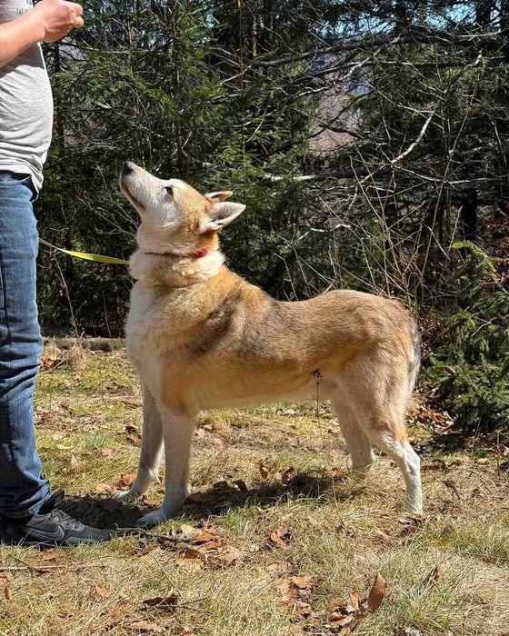Чарлі, лайка, шукає дім
