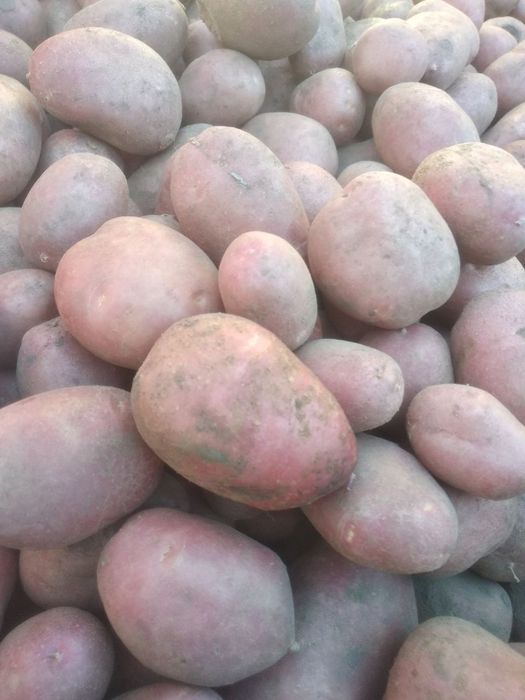 Посадкова картопля сорту Княгиня