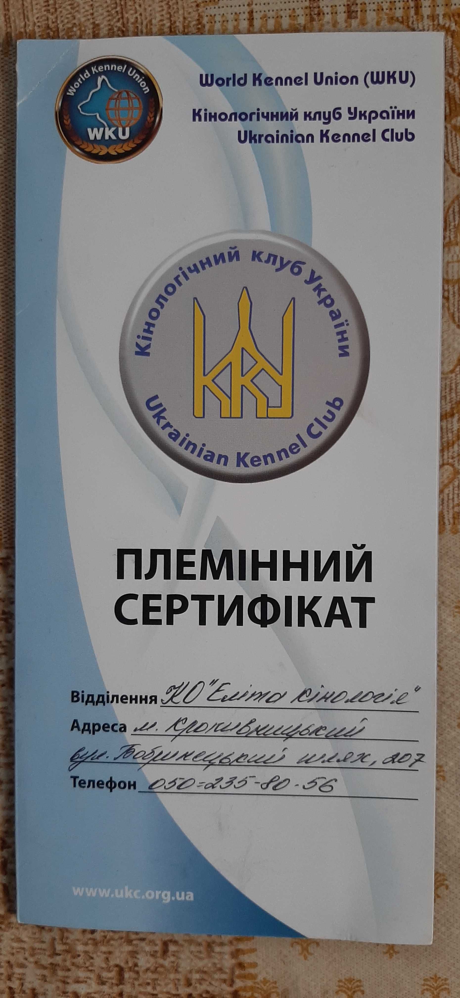 Різеншнауцер, кращий подарунок на новий рік. Клубне цуценя