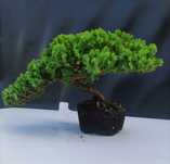 Drzewka Bonsai Modrzew Sosna Jałowiec Lipa– Nowy Sącz, os. Zawada