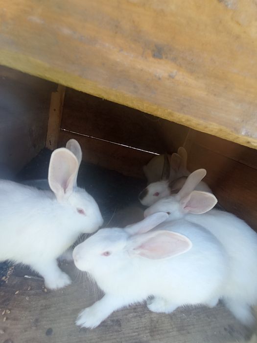 Продаються кролики і крилички