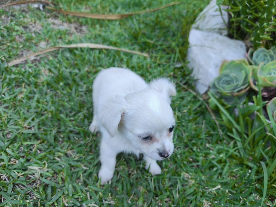 Chihuahua disponível para entrega imediata